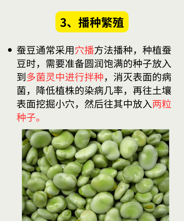 蚕豆什么时间播种,秋蚕豆是什么时候种植图4