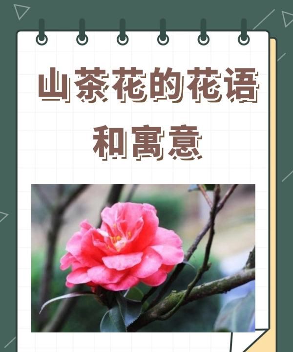 茶花的寓意是什么,茶花的寓意是什么意思图2