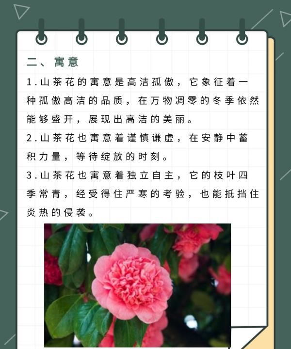 茶花的寓意是什么,茶花的寓意是什么意思图5