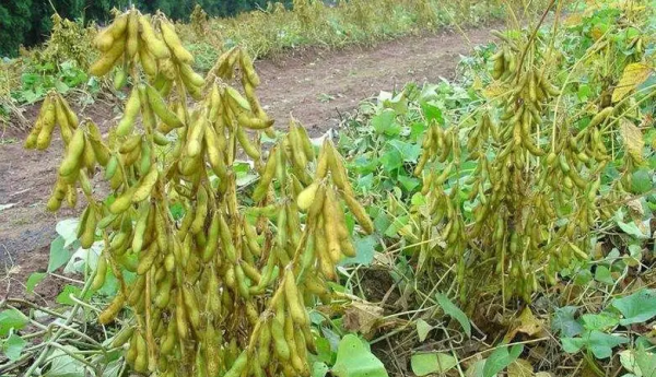 黄豆是什么豆做的,大豆到底指的是什么豆图1