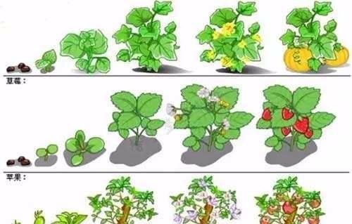 芸苔素内酯如何兑水,0克芸苔素等于多少毫升图2