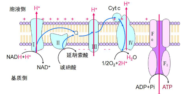 呼吸链中哪些是递氢体,递电子体和递氢体的关系图1