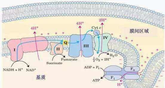 呼吸链中哪些是递氢体,递电子体和递氢体的关系图4