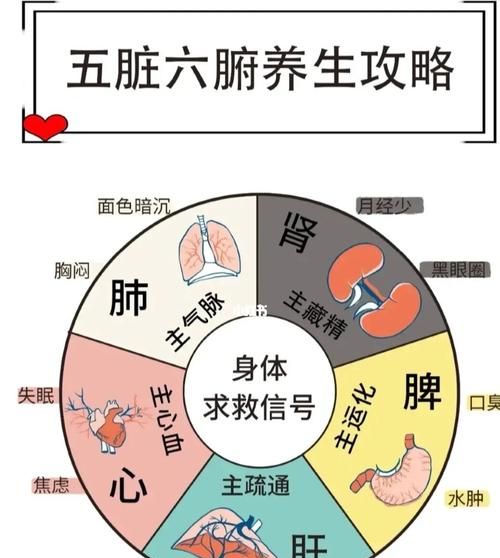 五脏六腑对应的五官是什么,中医关于面部与五脏六腑关系的理论是图3