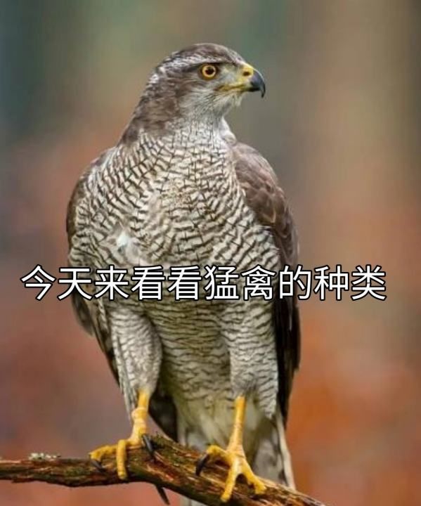 大型猛禽有哪些,世界十大猛禽实力排名老虎排第几图11