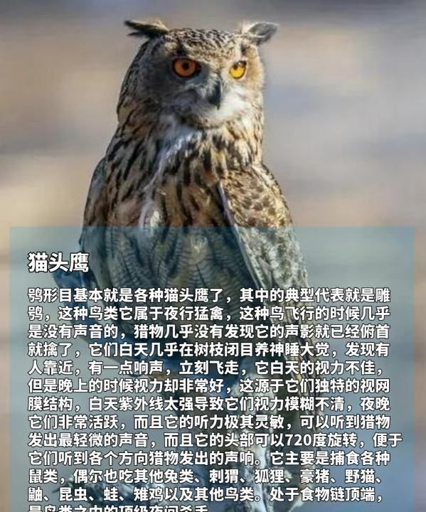 大型猛禽有哪些,世界十大猛禽实力排名老虎排第几图17