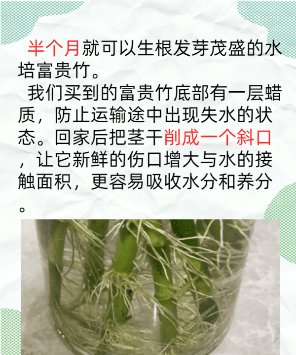 如何养殖富贵竹,富贵竹的养殖方法和注意事项图5