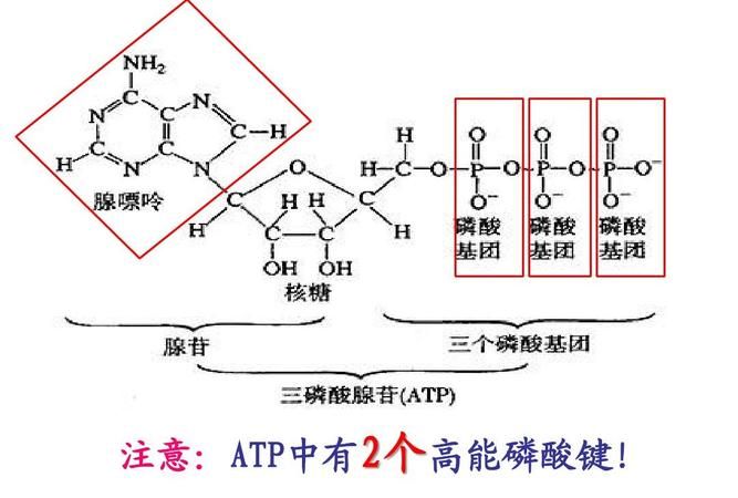 atp有几个磷酸酯键,ATP具有内酯环结构图2