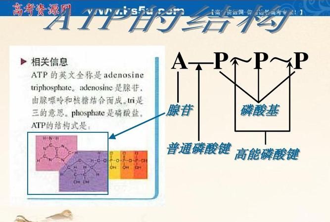 atp有几个磷酸酯键,ATP具有内酯环结构图3