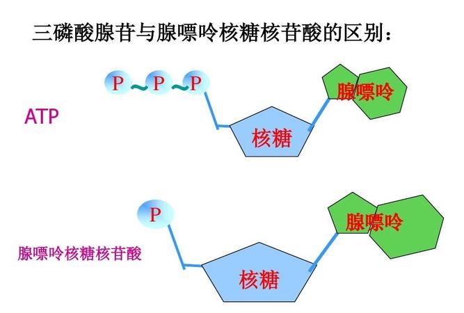 atp有几个磷酸酯键,ATP具有内酯环结构图4