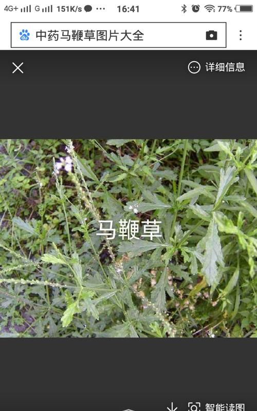 马鞭草的功效与作用,马鞭草的功效与作用图2