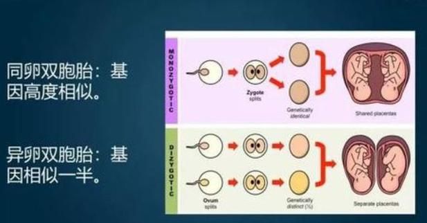 双胞胎是遗传,一家三代都在一个户口本上好不好