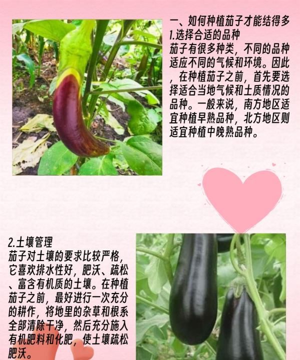 种茄子的方法和枝术,茄子种植时间和方法要点图8