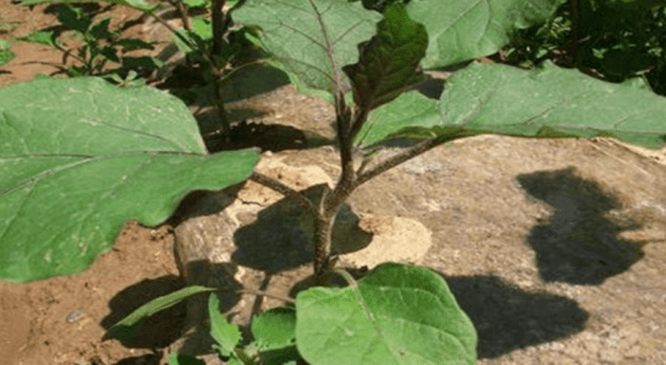 种茄子的方法和枝术,茄子种植时间和方法要点图15