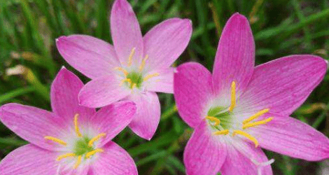 兰花的香味特点,兰花有香味儿图4