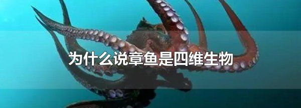 四维生物是什么,为什么说章鱼是外星人图1