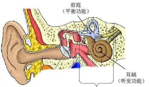 晕车的原理,为什么坐动车会晕车想吐图3