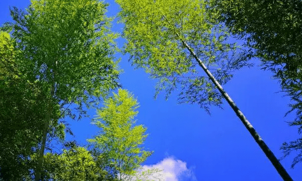 雨过天晴有什么景象,怎样描写雨过天晴的情景图1