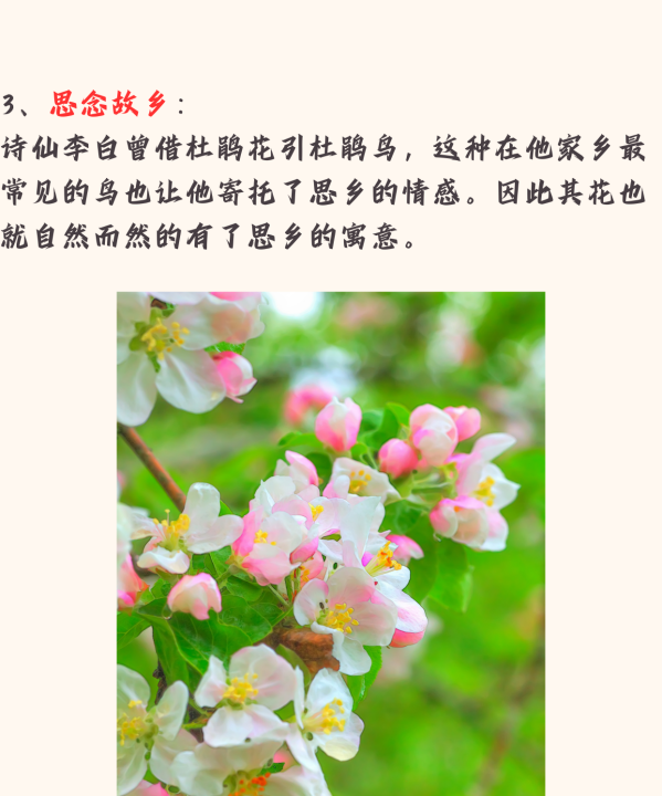 杜鹃花寓意是什么意思,杜鹃花的寓意和象征杜鹃花的寓意和象征是啥图4