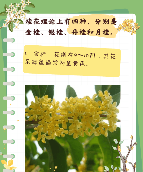 桂花几月开花几月结果,桂花几月份开花的季节图3