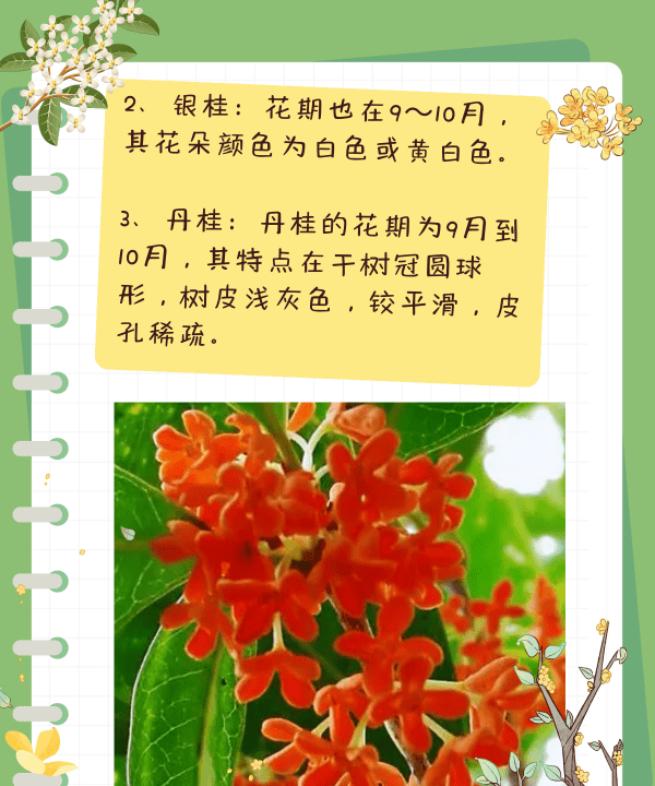 桂花几月开花几月结果,桂花几月份开花的季节图4