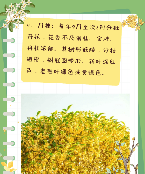 桂花几月开花几月结果,桂花几月份开花的季节图5