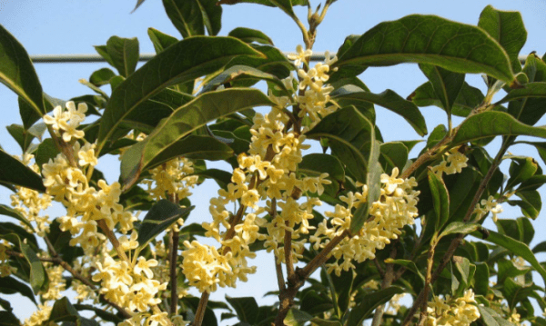 桂花几月开花几月结果,桂花几月份开花的季节图7