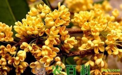 桂花几月开花几月结果,桂花几月份开花的季节图8