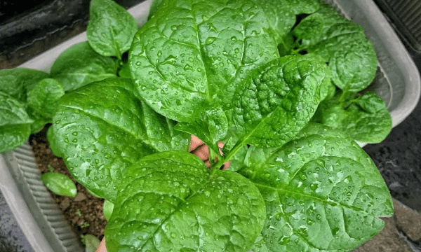 木耳菜种子的催芽方法,木耳菜的种植技术图5