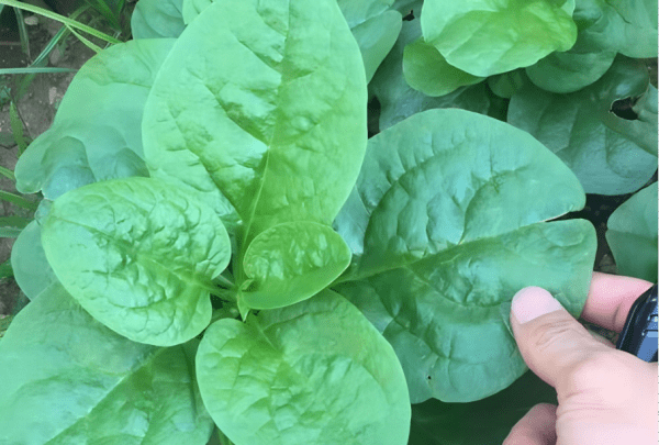 木耳菜种子的催芽方法,木耳菜的种植技术图13