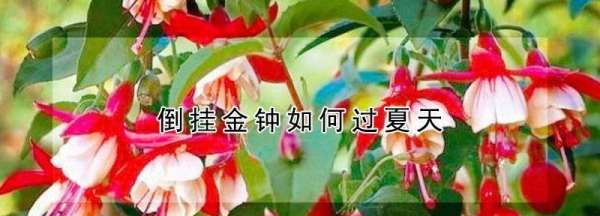 倒挂金钟夏季怎么养护,倒挂金钟夏天怎么养护图5