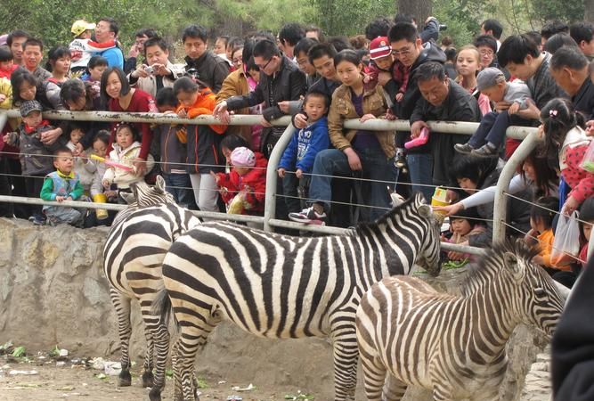 北京动物园时间开放时间,北京动物园熊猫馆开放时间表图4