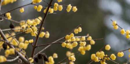 梅花的花语是什么,梅花的花语图3