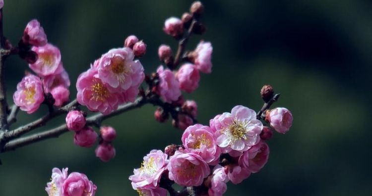 梅花的花语是什么,梅花的花语图4