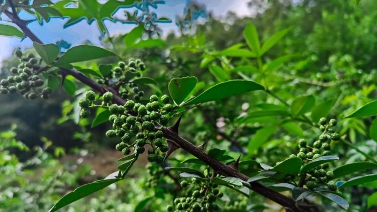 花椒什么样子成熟,四川的花椒几月份成熟图2