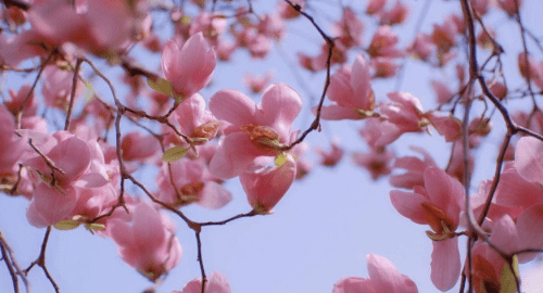 描写春天的的花格言,描写春天开花的优美句子50字图9