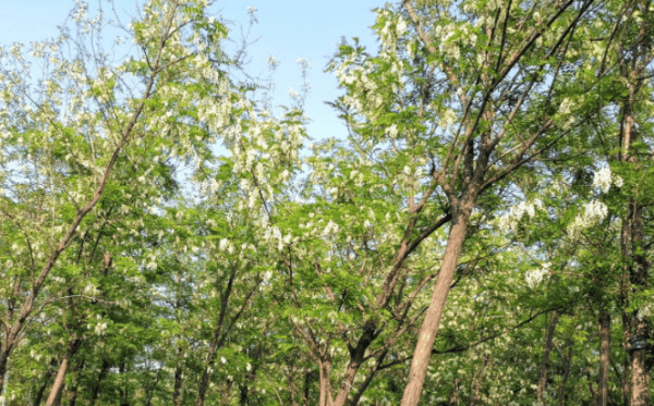 洋槐花能怎么做,洋槐花怎么做好吃的图5