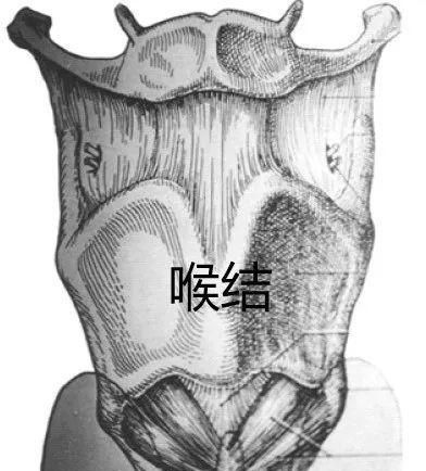 喉结是如何形成的,为什么有的男生没有喉结图2