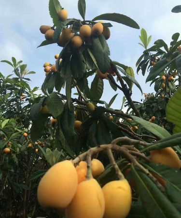 枇杷什么时候成熟季节北方,宁海枇杷什么季节上市图3