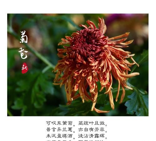 菊花的诗句 菊花的诗句推荐,十首关于菊花的诗句图11