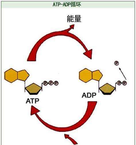 atp和adp的相互转化可逆,atp与adp的相互转化能量可逆图1