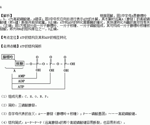 atp和adp的相互转化可逆,atp与adp的相互转化能量可逆图2