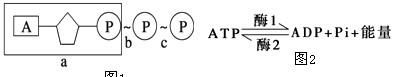 atp和adp的相互转化可逆,atp与adp的相互转化能量可逆图4