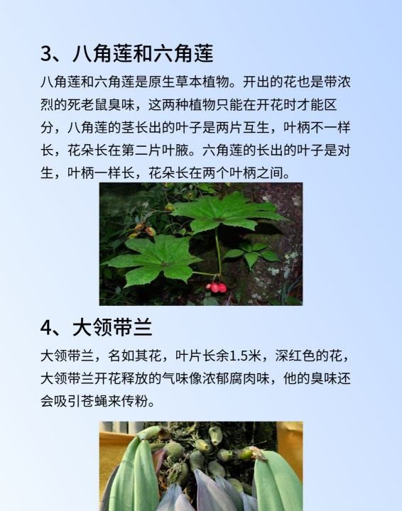 六角莲和八角莲的区别,这是什么植物图4