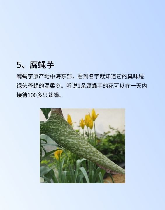 六角莲和八角莲的区别,这是什么植物图5