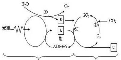 光合作用的暗反应怎么被抑制,光合作用产生的有机物是什么等糖类图1