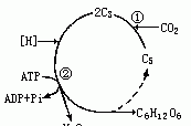 光合作用的暗反应怎么被抑制,光合作用产生的有机物是什么等糖类图2