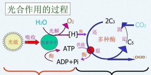 光合作用的暗反应怎么被抑制,光合作用产生的有机物是什么等糖类图3