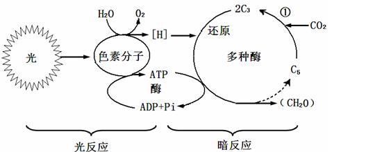 光合作用的暗反应怎么被抑制,光合作用产生的有机物是什么等糖类图4