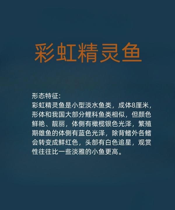 小精灵鱼该怎么养,小精灵鱼该怎么养才好养活图3